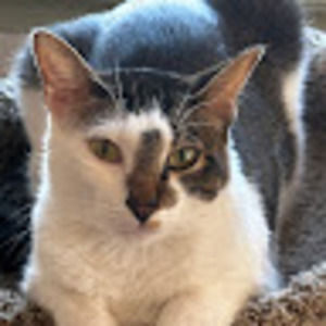 Meet your Posher, Paris nia